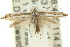 (Aristaea - 11ANIC-16066)  @14 [ ] CreativeCommons - Attribution (2011) ANIC/CBG Photography Group Centre for Biodiversity Genomics