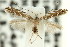  (Aristaea sp. ANIC4 - 11ANIC-16083)  @12 [ ] CreativeCommons - Attribution (2011) ANIC/CBG Photography Group Centre for Biodiversity Genomics