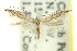  (Aristaea sp. ANIC5 - 11ANIC-16086)  @11 [ ] CreativeCommons - Attribution (2011) ANIC/CBG Photography Group Centre for Biodiversity Genomics