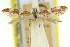  (Caloptilia plagiotoma - 11ANIC-16094)  @11 [ ] CreativeCommons - Attribution (2011) ANIC/CBG Photography Group Centre for Biodiversity Genomics