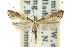  ( - 11ANIC-16098)  @11 [ ] CreativeCommons - Attribution (2011) ANIC/CBG Photography Group Centre for Biodiversity Genomics
