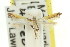  ( - 11ANIC-16109)  @13 [ ] CreativeCommons - Attribution (2011) ANIC/CBG Photography Group Centre for Biodiversity Genomics