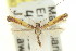  (Caloptilia sp. ANIC2 - 11ANIC-16110)  @11 [ ] CreativeCommons - Attribution (2011) ANIC/CBG Photography Group Centre for Biodiversity Genomics