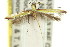  (Caloptilia sp. ANIC3 - 11ANIC-16113)  @12 [ ] CreativeCommons - Attribution (2011) ANIC/CBG Photography Group Centre for Biodiversity Genomics