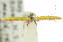  (Caloptilia sp. ANIC4 - 11ANIC-16117)  @11 [ ] CreativeCommons - Attribution (2011) ANIC/CBG Photography Group Centre for Biodiversity Genomics