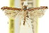  (Caloptilia xylophanes - 11ANIC-16126)  @11 [ ] CreativeCommons - Attribution (2011) ANIC/CBG Photography Group Centre for Biodiversity Genomics