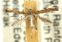  (Caloptilia stictocrossa - 11ANIC-16132)  @11 [ ] CreativeCommons - Attribution (2011) ANIC/CBG Photography Group Centre for Biodiversity Genomics