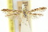  (Caloptilia albospersa - 11ANIC-16133)  @11 [ ] CreativeCommons - Attribution (2011) ANIC/CBG Photography Group Centre for Biodiversity Genomics