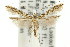  (Caloptilia bryonoma - 11ANIC-16135)  @11 [ ] CreativeCommons - Attribution (2011) ANIC/CBG Photography Group Centre for Biodiversity Genomics