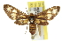  ( - 11ANIC-16154)  @11 [ ] CreativeCommons - Attribution (2011) ANIC/CBG Photography Group Centre for Biodiversity Genomics