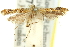 (Caloptilia plagata - 11ANIC-16156)  @11 [ ] CreativeCommons - Attribution (2011) ANIC/CBG Photography Group Centre for Biodiversity Genomics