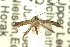  (Caloptilia sp. ANIC8 - 11ANIC-16162)  @11 [ ] CreativeCommons - Attribution (2011) ANIC/CBG Photography Group Centre for Biodiversity Genomics