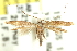  (Caloptilia sp. ANIC9 - 11ANIC-16163)  @12 [ ] CreativeCommons - Attribution (2011) ANIC/CBG Photography Group Centre for Biodiversity Genomics