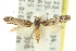  (Caloptilia sp. ANIC12 - 11ANIC-16170)  @11 [ ] CreativeCommons - Attribution (2011) ANIC/CBG Photography Group Centre for Biodiversity Genomics