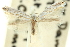  (Caloptilia sp. ANIC13 - 11ANIC-16174)  @11 [ ] CreativeCommons - Attribution (2011) ANIC/CBG Photography Group Centre for Biodiversity Genomics