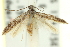  (Caloptilia sp. ANIC15 - 11ANIC-16180)  @12 [ ] CreativeCommons - Attribution (2011) ANIC/CBG Photography Group Centre for Biodiversity Genomics