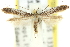  (Caloptilia pedina - 11ANIC-16181)  @11 [ ] CreativeCommons - Attribution (2011) ANIC/CBG Photography Group Centre for Biodiversity Genomics