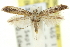  ( - 11ANIC-16182)  @11 [ ] CreativeCommons - Attribution (2011) ANIC/CBG Photography Group Centre for Biodiversity Genomics