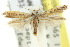 ( - 11ANIC-16183)  @11 [ ] CreativeCommons - Attribution (2011) ANIC/CBG Photography Group Centre for Biodiversity Genomics