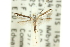  (Caloptilia sp. ANIC16 - 11ANIC-16190)  @11 [ ] CreativeCommons - Attribution (2011) ANIC/CBG Photography Group Centre for Biodiversity Genomics
