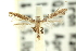  (Caloptilia sp. ANIC17 - 11ANIC-16191)  @11 [ ] CreativeCommons - Attribution (2011) ANIC/CBG Photography Group Centre for Biodiversity Genomics