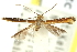  (Caloptilia sp. ANIC18 - 11ANIC-16194)  @11 [ ] CreativeCommons - Attribution (2011) ANIC/CBG Photography Group Centre for Biodiversity Genomics