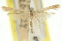  ( - 11ANIC-16340)  @11 [ ] CreativeCommons - Attribution (2011) ANIC/CBG Photography Group Centre for Biodiversity Genomics