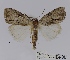  (Barasa hulstaerti - ANHRTUK00001285)  @11 [ ] COPYRIGHT (2021) Unspecified ANHRT