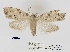  (Mecothrix omphalota - ANHRTUK00001449)  @11 [ ] COPYRIGHT (2021) Unspecified ANHRT