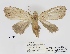  (Meganola canocolorata - ANHRTUK00001488)  @11 [ ] COPYRIGHT (2021) Unspecified ANHRT