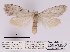  (Mecothrix mineti - ANHRTUK00011974)  @11 [ ] COPYRIGHT (2021) Unspecified ANHRT