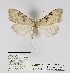  (Nola submelanoscelis - ANHRTUK00012220)  @11 [ ] COPYRIGHT (2021) Unspecified ANHRT