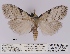  (Meganola patricia - ANHRTUK00013172)  @11 [ ] COPYRIGHT (2021) Unspecified ANHRT