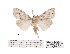  (Meganola infuscata - ANHRTUK00013208)  @11 [ ] COPYRIGHT (2021) Unspecified ANHRT