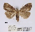 (Meganola pallidifuscata - ANHRTUK00013583)  @11 [ ] COPYRIGHT (2021) Unspecified ANHRT