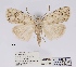  (Ezishnola cretacea - ANHRTUK00017526)  @11 [ ] COPYRIGHT (2021) Unspecified ANHRT