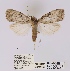  (Mecothrix aegyptiaca - ANHRTUK00019551)  @11 [ ] COPYRIGHT (2021) Unspecified ANHRT