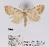  (Meganola illaudata - ANHRTUK00019893)  @11 [ ] COPYRIGHT (2021) Unspecified ANHRT
