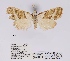  (Meganola panvirgata - ANHRTUK00019925)  @11 [ ] COPYRIGHT (2021) Unspecified ANHRT
