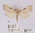  (Meganola microfascia - ANHRTUK00019938)  @11 [ ] COPYRIGHT (2021) Unspecified ANHRT