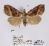  ( - ANHRTUK00034351)  @11 [ ] COPYRIGHT (2021) Unspecified ANHRT