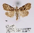  (Meganola perfuscata - ANHRTUK00034403)  @11 [ ] COPYRIGHT (2021) Unspecified ANHRT