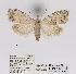  ( - ANHRTUK00034617)  @11 [ ] COPYRIGHT (2021) Unspecified ANHRT