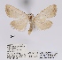  (Meganola pyrrhomorpha - ANHRTUK00037565)  @11 [ ] COPYRIGHT (2021) Unspecified ANHRT