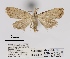  (Meganola eburneana - ANHRTUK00042515)  @11 [ ] COPYRIGHT (2021) Unspecified ANHRT