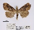  ( - ANHRTUK00043220)  @11 [ ] COPYRIGHT (2021) Unspecified ANHRT