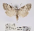  (Meganola ochromorpha - ANHRTUK00049326)  @11 [ ] COPYRIGHT (2021) Unspecified ANHRT