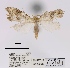  (Nola leptomorpha - ANHRTUK00054826)  @11 [ ] COPYRIGHT (2021) Unspecified ANHRT