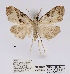  (Meganola ochrographa - ANHRTUK00054984)  @11 [ ] COPYRIGHT (2021) Unspecified ANHRT