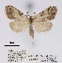  (Meganola kuehnei - ANHRTUK00056862)  @11 [ ] COPYRIGHT (2021) Unspecified ANHRT